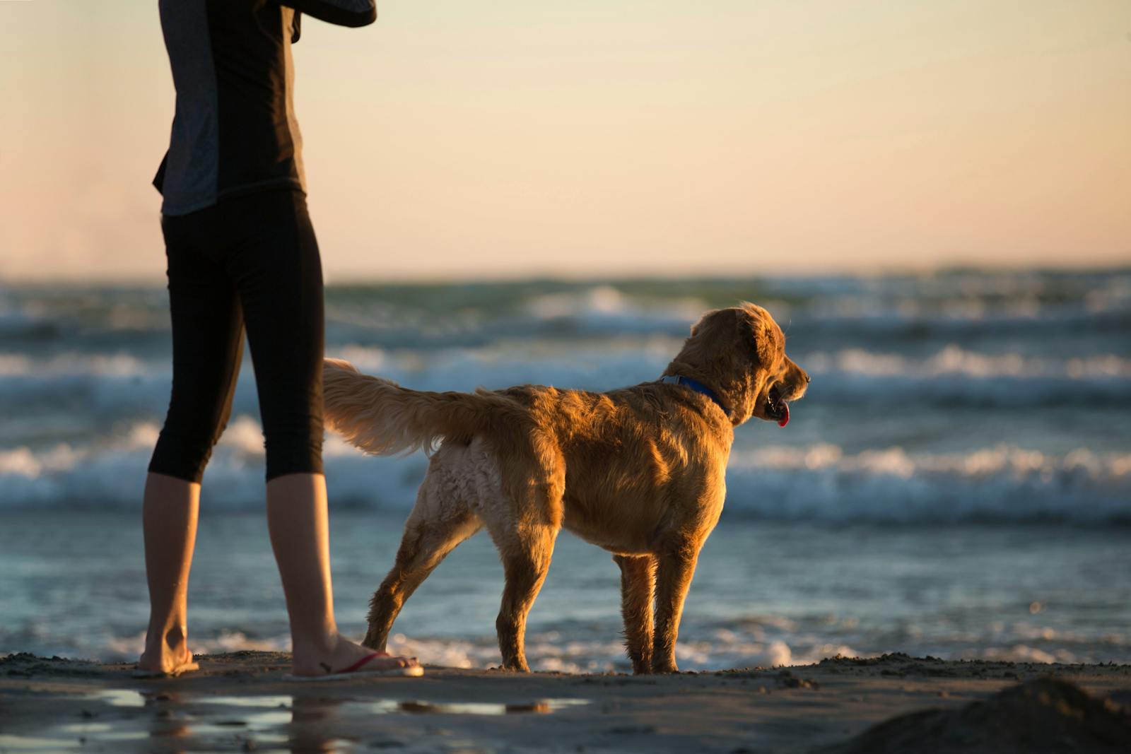 Pawsome Getaways: Discovering Dog Friendly Beaches Near Me