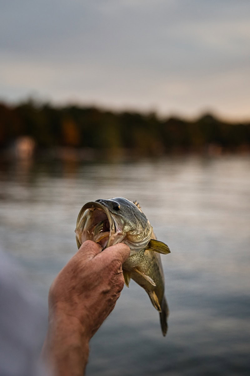 Columbia River Bass Fishing: A Guide to Reeling In the Big Ones